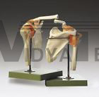 Shoulder Joint Fully Functional Anatomical Model